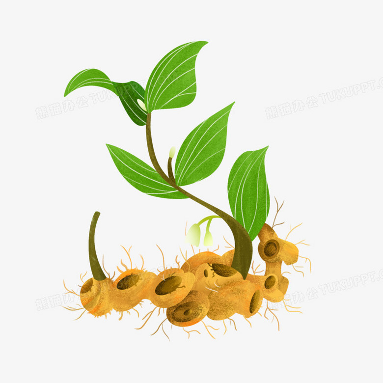 本作品全称为《卡通风彩色中草药黄精创意元素》,由迷南文化传媒(上海