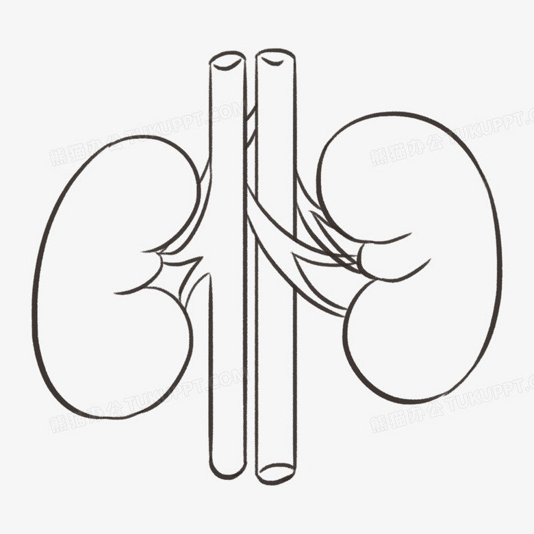 卡通简笔画肾器官脏线稿PNG图片素材下载_笔画PNG_熊猫办公