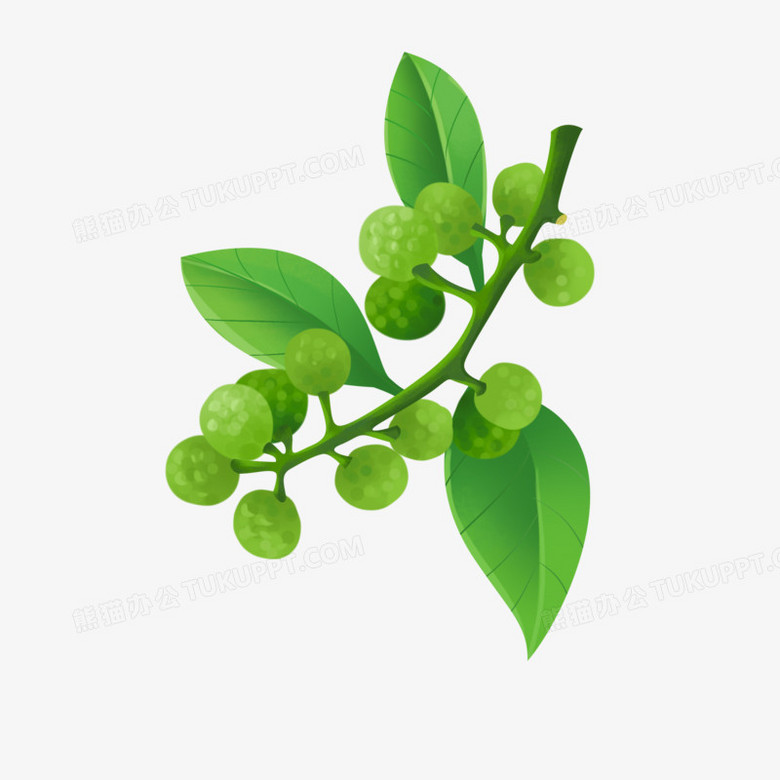 手绘插画花椒元素PNG图片素材下载_插画PNG_熊猫办公