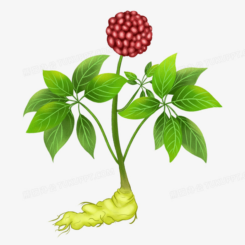 手绘插画风中草药三七素材