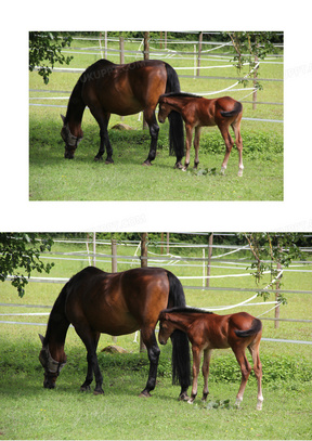 棕色母马小马图片