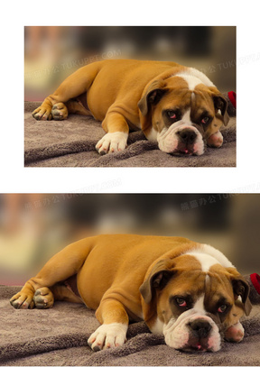 趴着的狗图片素材