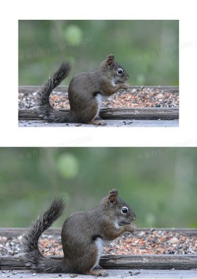 动物松鼠素材_动物松鼠图片_动物松鼠素材图片下载_熊猫办公