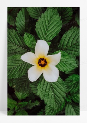 白色时钟花图片