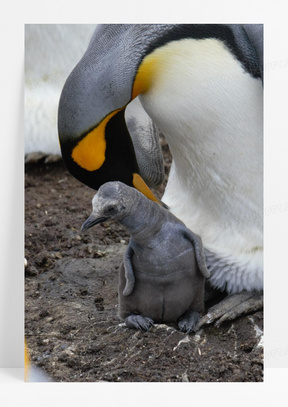 刚出生的小企鹅图片