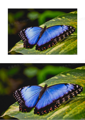 蓝色蝴蝶昆虫图片