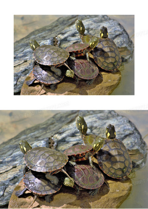 一群小乌龟图片