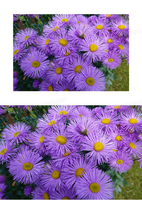 小野菊图片10白色雏菊小花朵图片32小雏菊花束图片91彩绘小雏菊20非