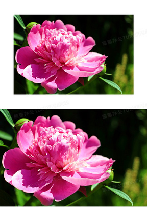 牡丹花花瓣图片素材