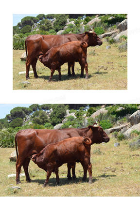 棕色奶牛小牛图片