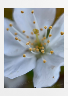 白色花微距花蕊圖片