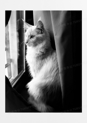 黑白可爱长毛猫图片 黑白可爱长毛猫图片大全