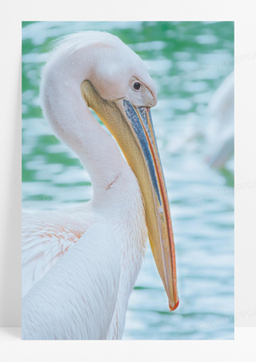 的火烈鸟10抬脚的火烈鸟30老鹰简笔画171张口的大鱼30蓝色的蜂鸟10