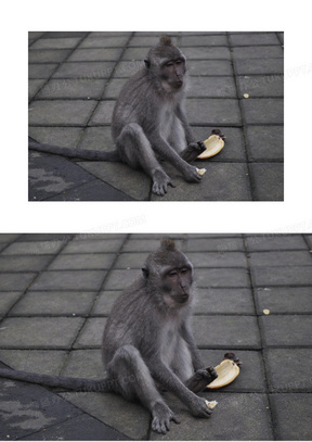 真猴子照片 手机壁纸图片