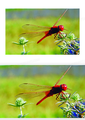 漂亮红蜻蜓休息图片