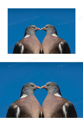两只鸽子可靠表情包图片