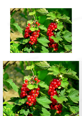 野生红醋栗水果图片