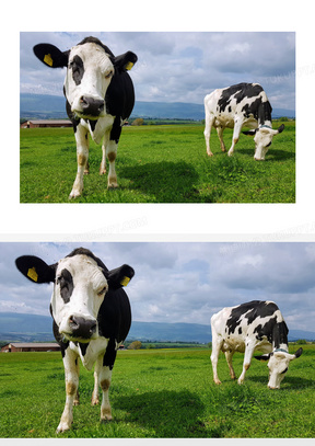 黑白奶牛图片素材