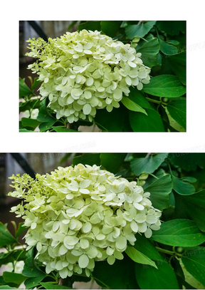 淡黄色八仙花图片