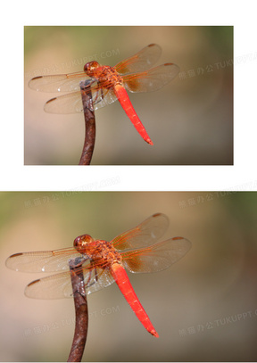 漂亮红蜻蜓休憩图片