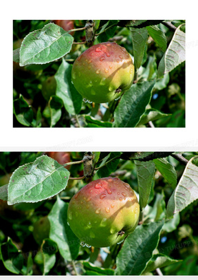 树枝上未成熟苹果图片