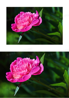 牡丹花花瓣图片素材