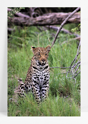 非洲花斑豹图片