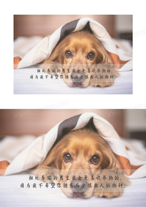 宠物狗狗配文字图片