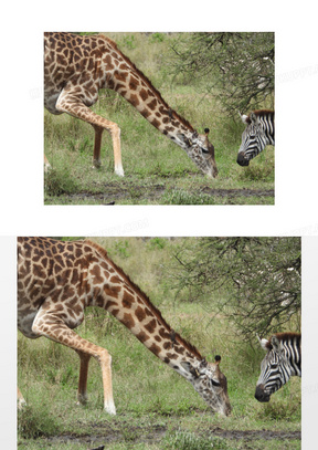 长颈鹿低头吃草图片