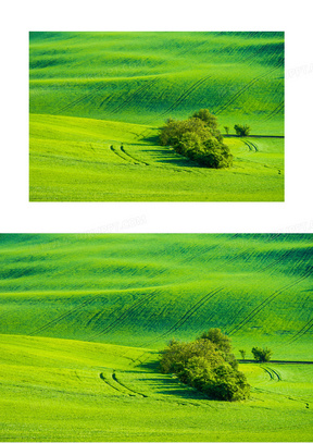 绿色草地护眼壁纸图片