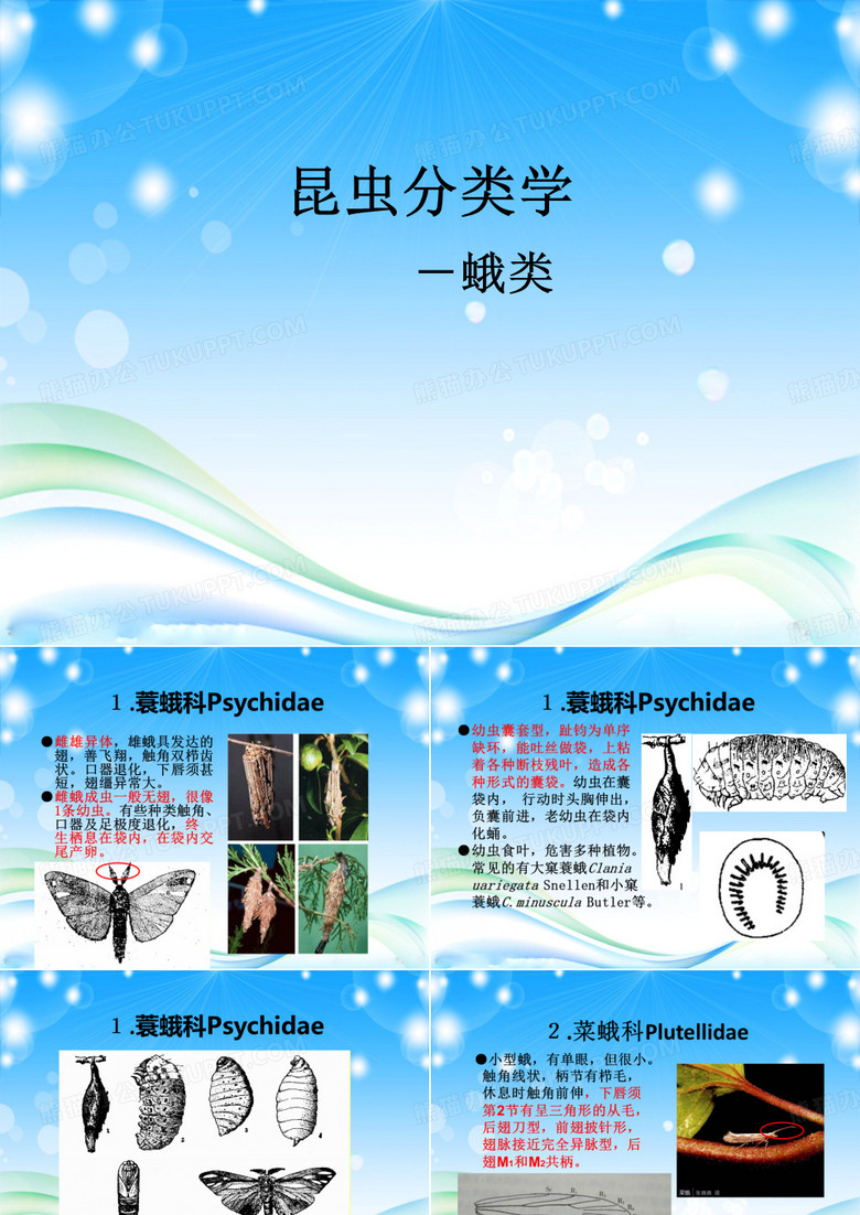 普通昆虫学昆虫分类学鳞翅目蛾类