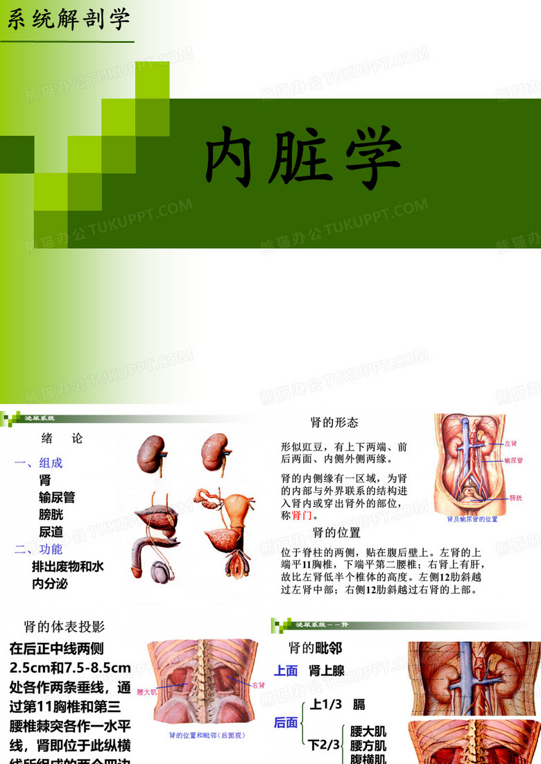 内脏学-系统解剖学 PPT课件