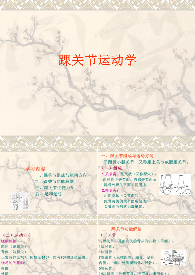 踝关节运动学