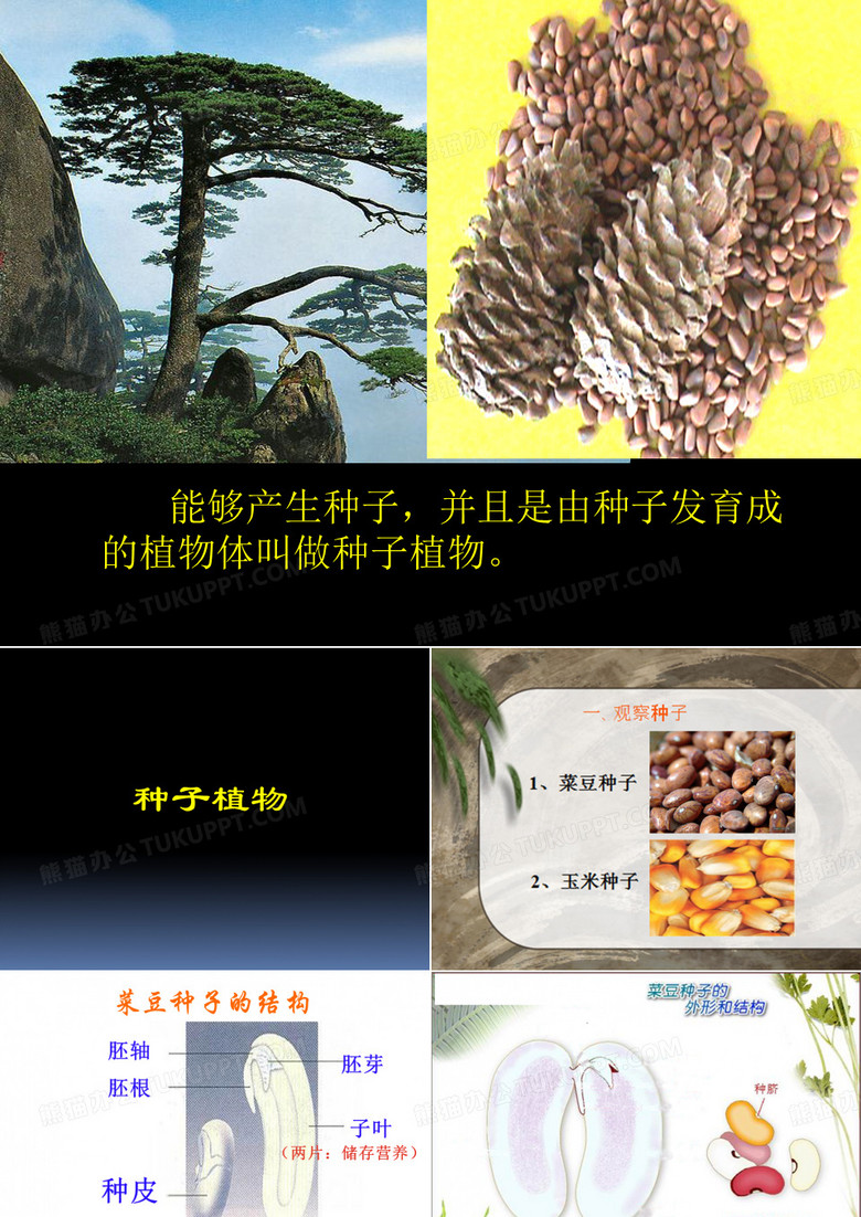 人教版七上第三单元第一章第二节种子植物(共16张PPT)