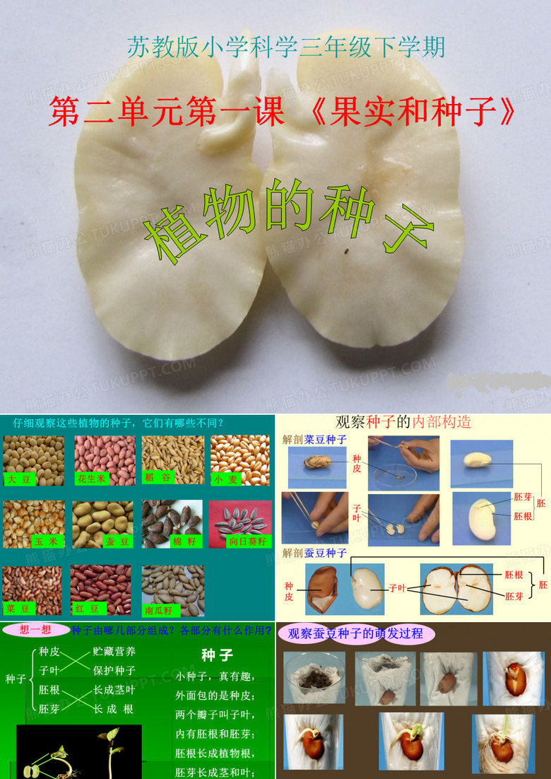 植物的种子