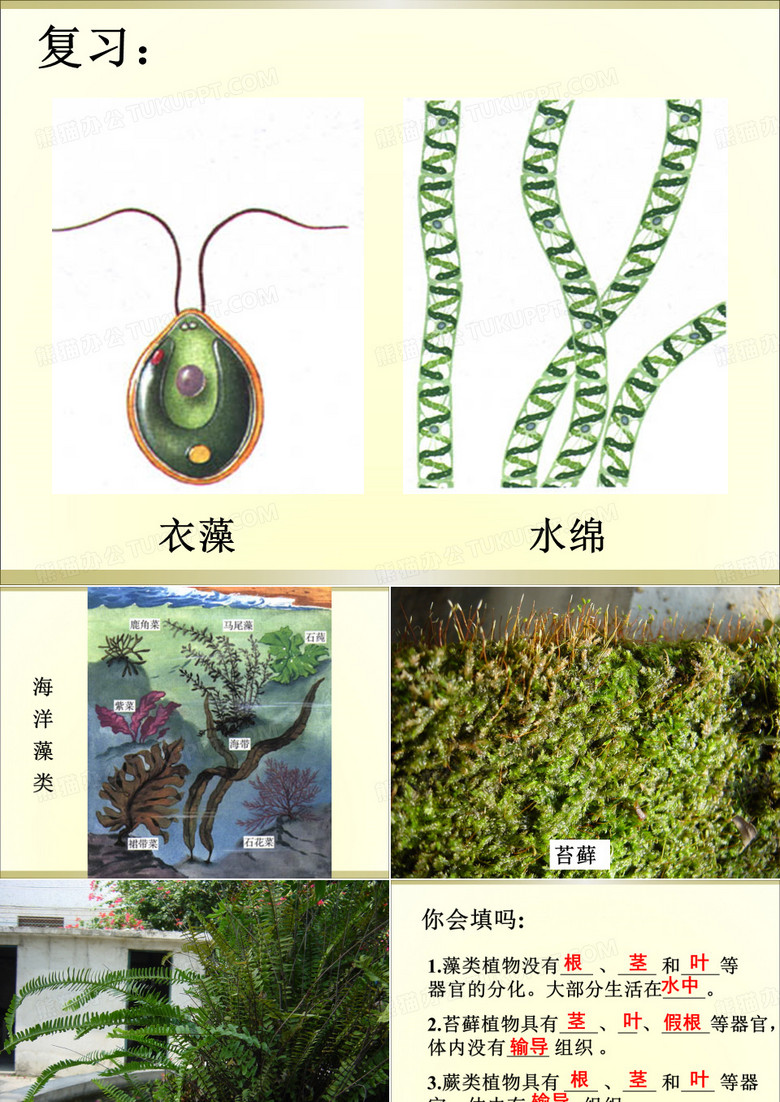 种子植物课件