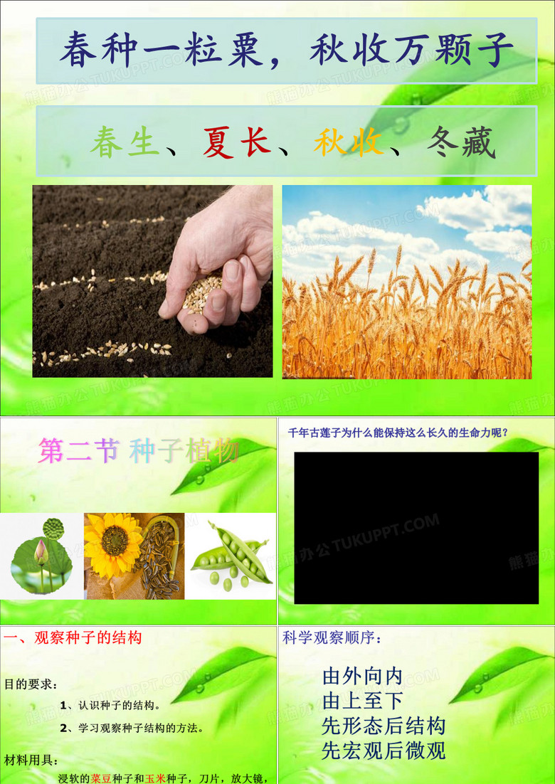 种子植物ppt