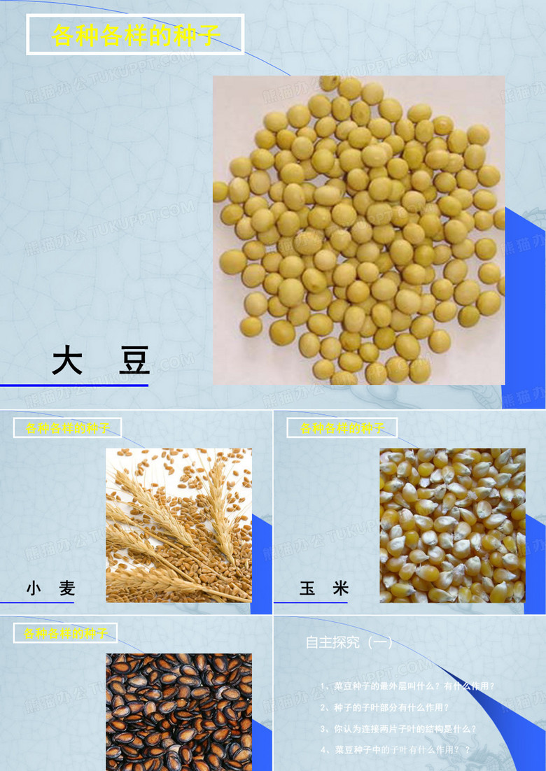 种子植物课件
