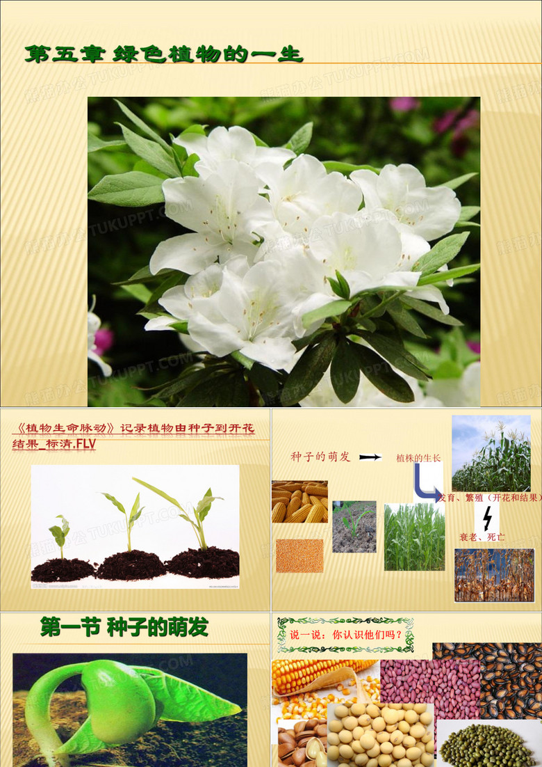 植物种子的萌发