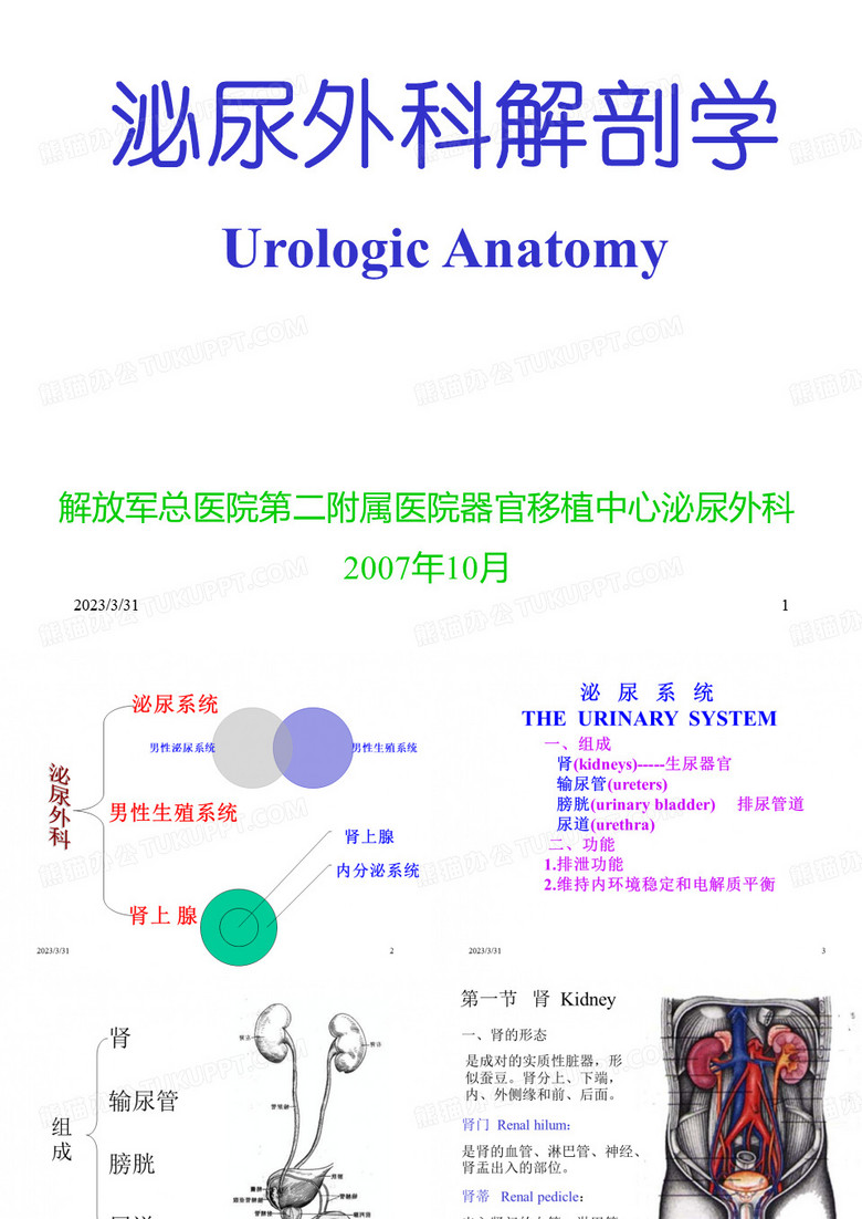 泌尿外科解剖学