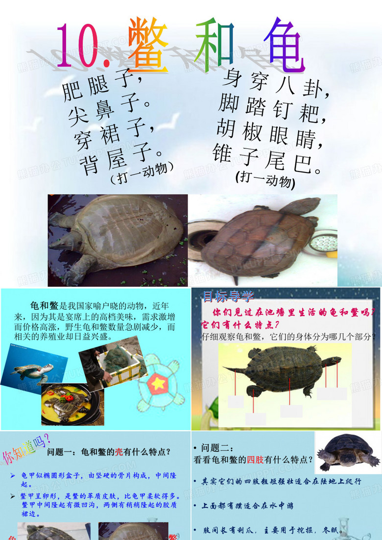 五上科学《龟和鳖》