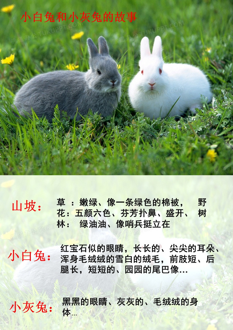 低年级作文小白兔和小灰兔故事