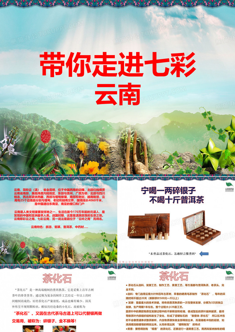 走进云南——茶化石