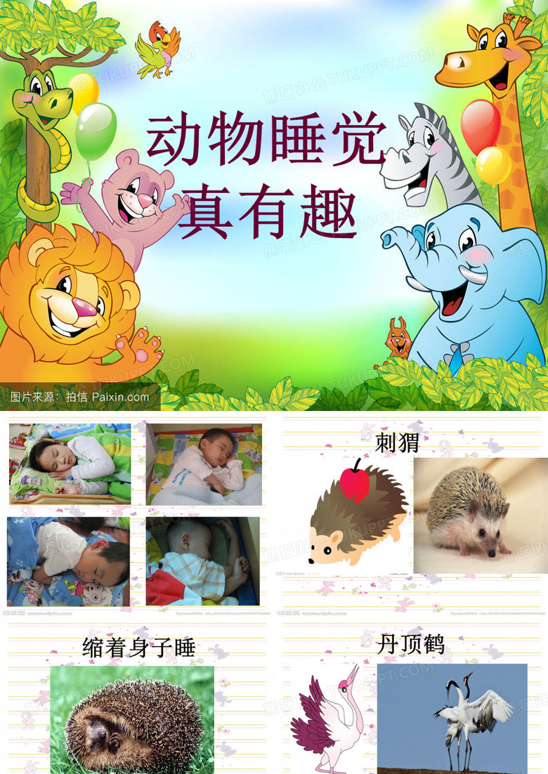 动物睡觉真有趣(幼儿园PPT课件)(01)