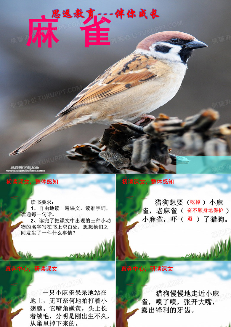 《麻雀》课