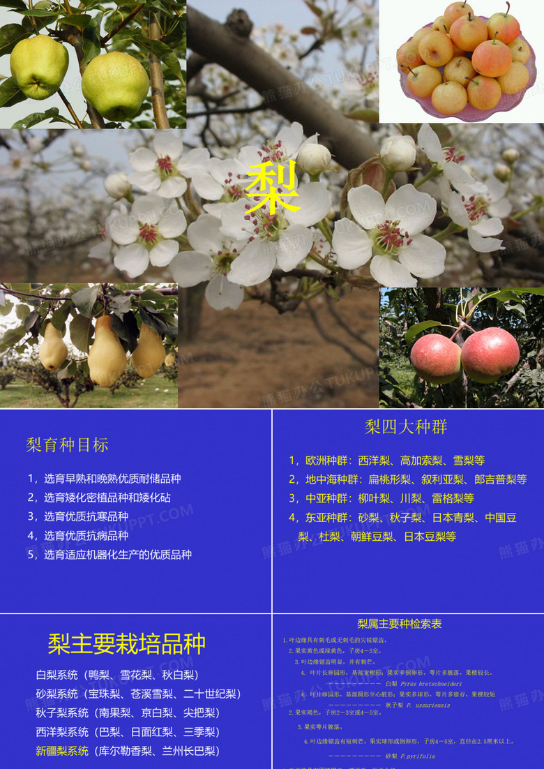 梨品种