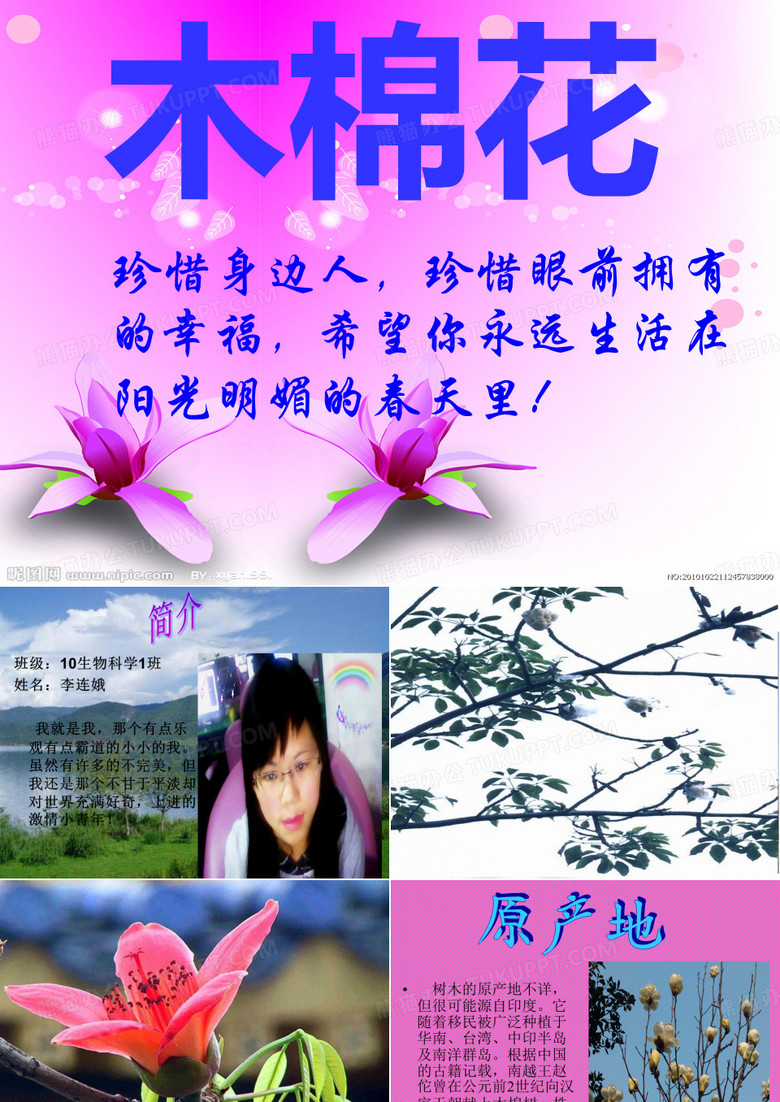 木棉花