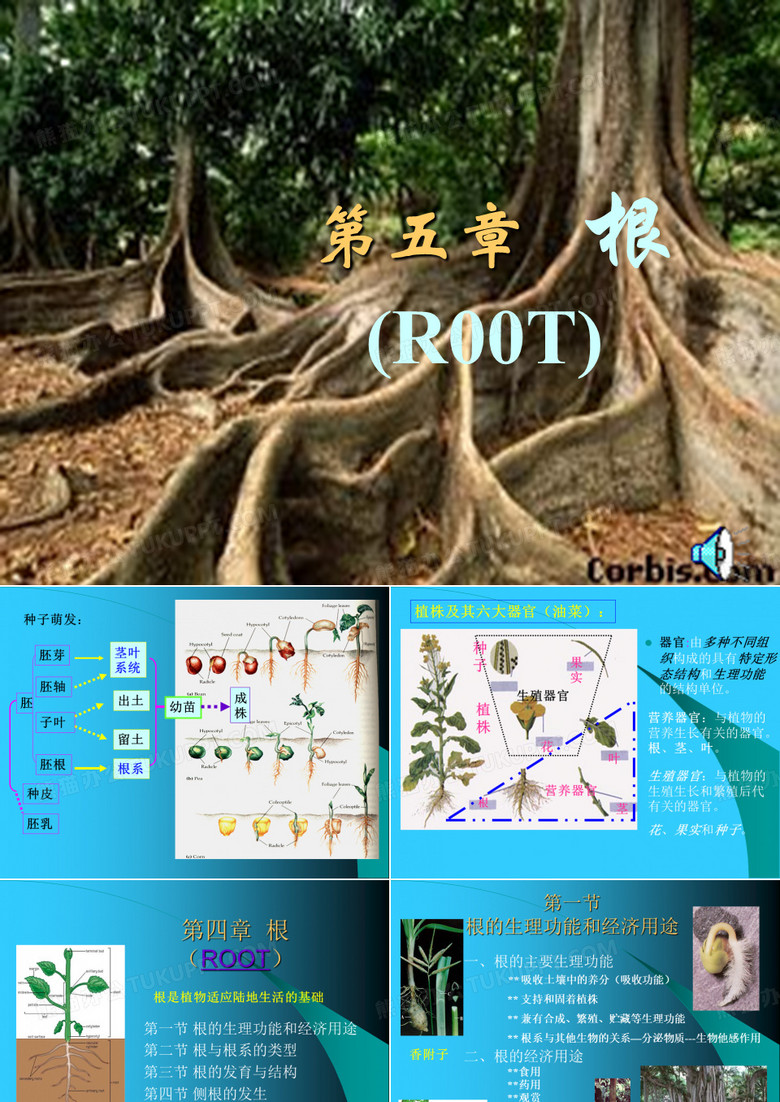 植物学-根