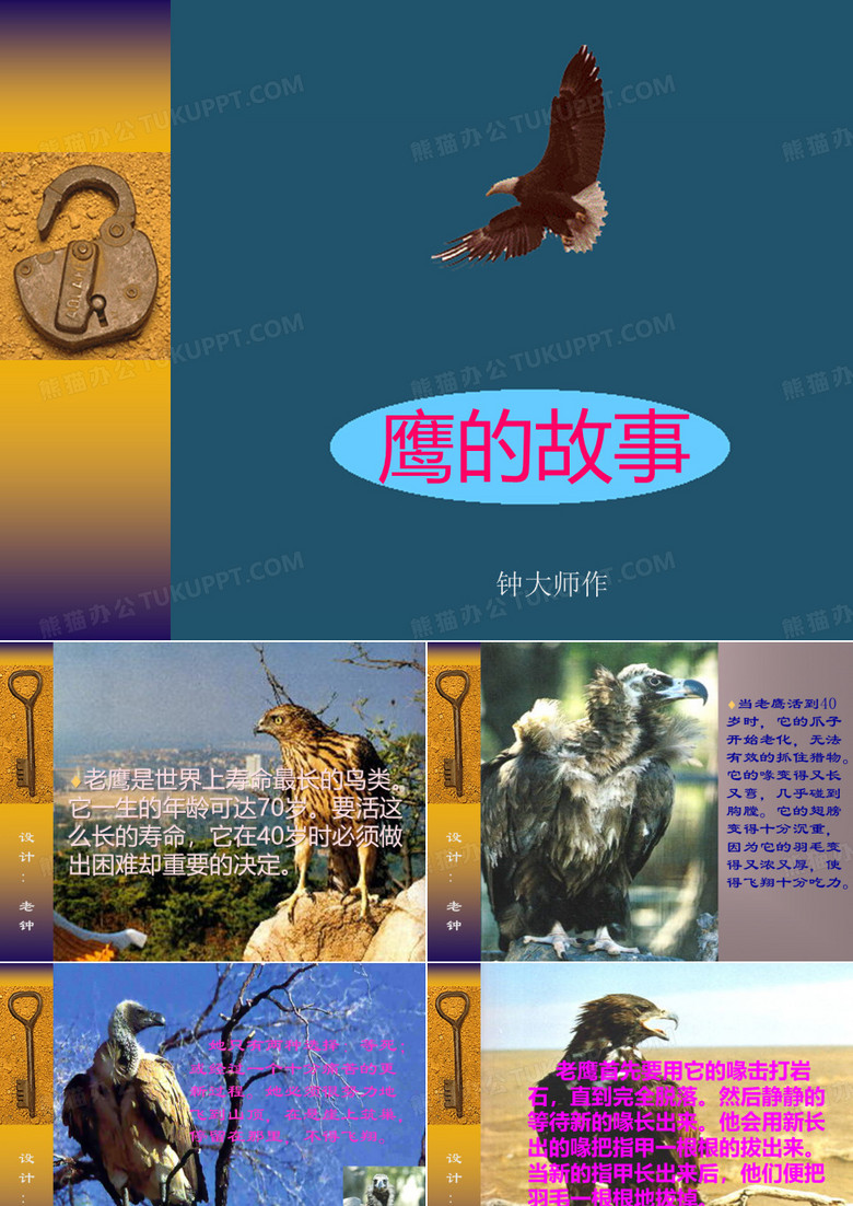鹰的故事