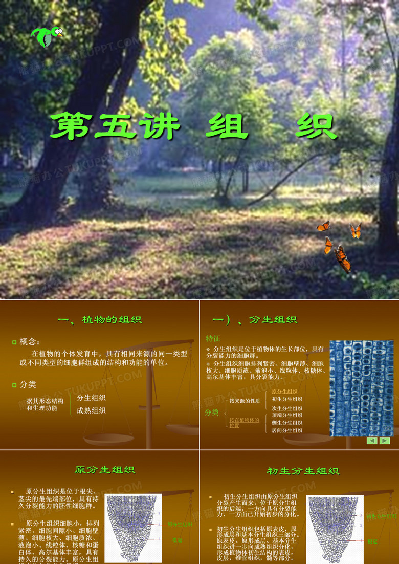 动植物组织